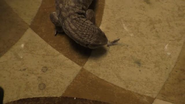 Капский варан и живой завтрак смотреть онлайн