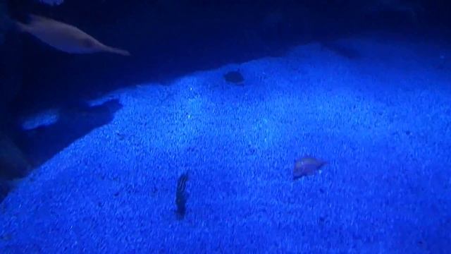 15 Macroramphosus scolopax Macrocheira kaempferi Oceanografico Valencia 2017 смотреть онлайн