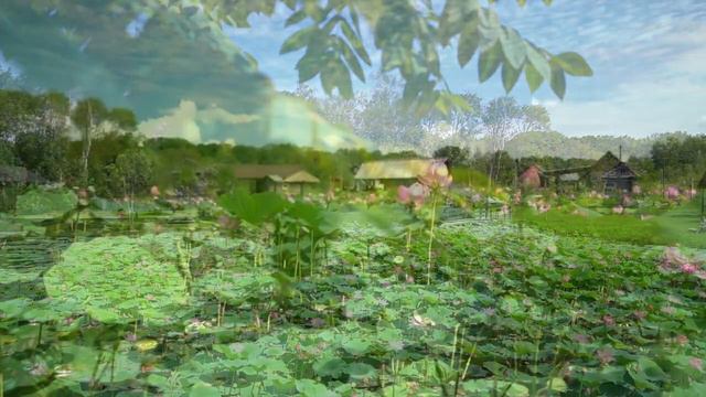 Lotus Flowers in Full Bloom || Field of Lotus Flowers (HD1080p) || Nelumbo Nucifera смотреть онлайн