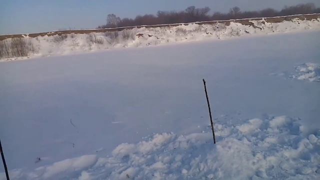 Налим вернулся вместе с морозами. Алтайский край река Чумыш. смотреть онлайн