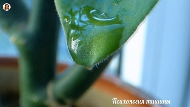 Капли дождя*Ветряной колокольчик*Raindrop*Relax *To sleep* Wind* Sounds of nature смотреть онлайн