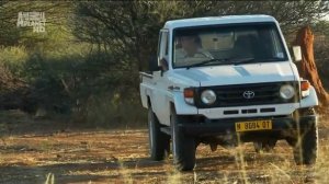 Animal Planet. Царство гепардов 4