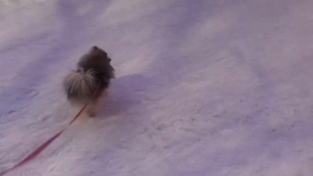 Прогулка с шпицами, заказала другой корм, щенкам шпица 2 мес. смотреть онлайн