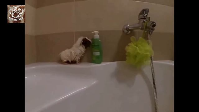 Приколы с морскими свинками для детей и взрослых смотреть онлайн