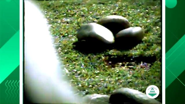 Comercial Renault Scenic 2.0 - 2001.