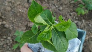 Гортензии от "Оксанин сад" . Крутые сорта гортензий, теперь и у меня в коллекции.