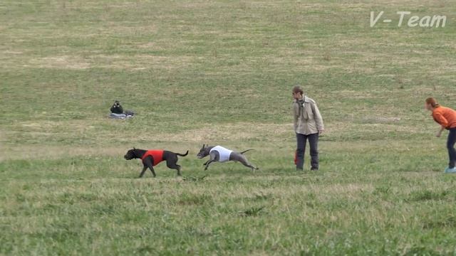 Тайский риджбек. EMIRESKY TSAR (красн) - ELFGRACE MARCIO KIRO (бел). CACIL-2017, МО. смотреть онлайн