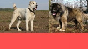 Кавказская овчарка против Алабая. Caucasian Shepherd against Alabai. Собаки.