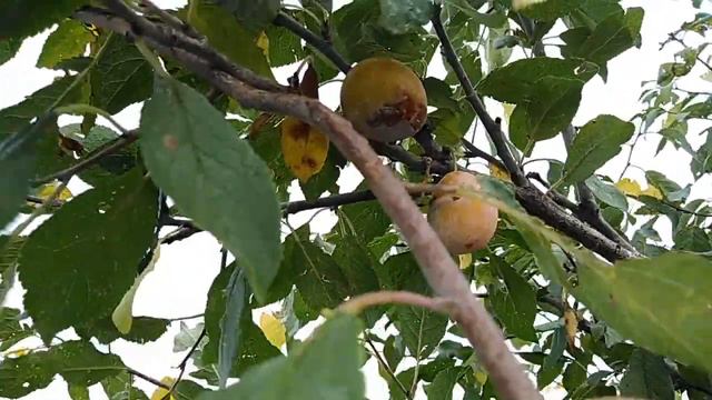 Последние плоды лета смотреть онлайн