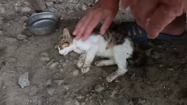 Увидели, что ему плохо...Котёнок отравился и через несколько часов его не стало... смотреть онлайн