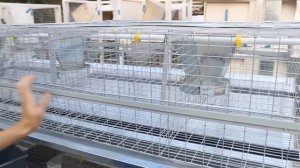 промышленные  клетки для кроликов от Марата