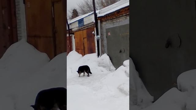 Сибирь Кормим синичек смотреть онлайн
