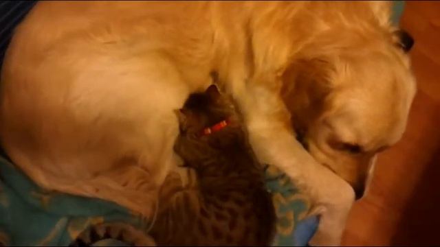 Котик маму перепутал смотреть онлайн