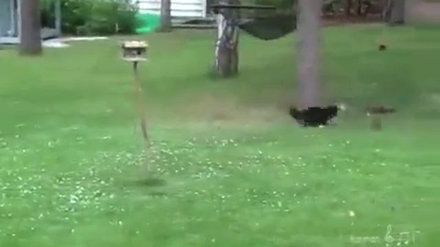 Охота на белку (Прикол) смотреть онлайн