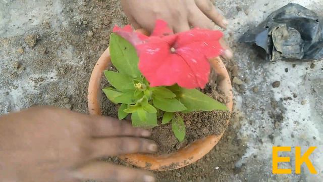Grow Red Petunia flower at home | flower lover смотреть онлайн