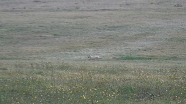 Курсинг. Дворняжка на курсинге. Что такое курсинг. Тренировки по курсингу
