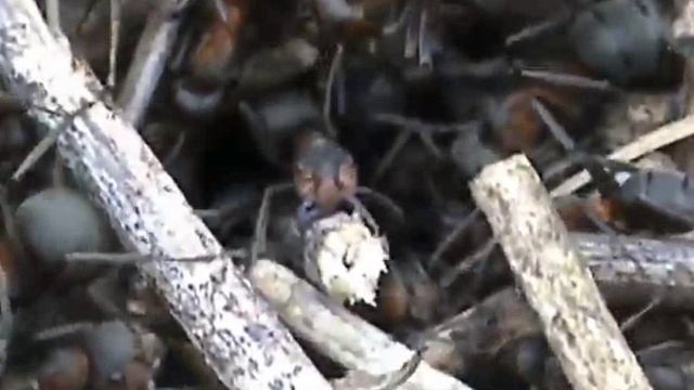 Окрас восприятия