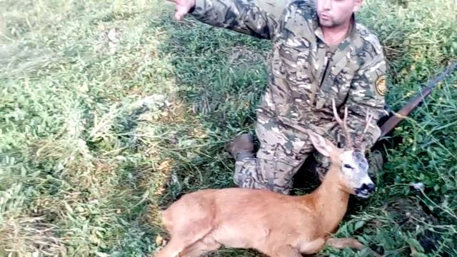 Охота на самца косули во время гона 2016