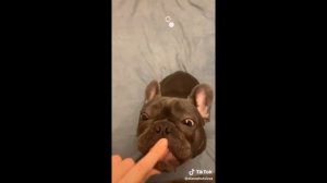 Тикток подборка #1 Приколы с французскими бульдогами!!!