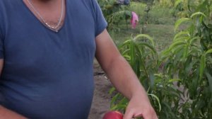 нектарин фантазия