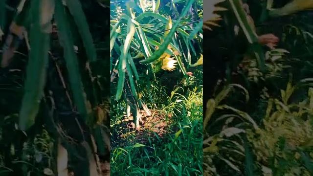 Beautiful flowers of our DRAGONFRUITS (hylocereus undatus)Cavite Philippines смотреть онлайн