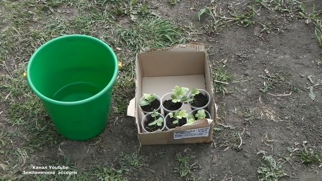 ХЛОРОЗ ПРИЗНАКИ ХЛОРОЗА ЛЕЧЕНИЕ смотреть онлайн