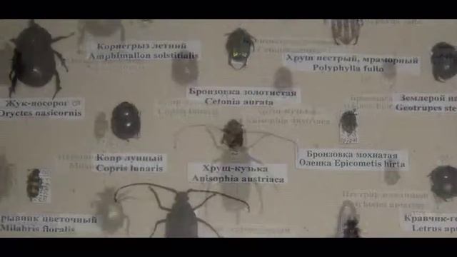 Беспозвоночные реки Дунай смотреть онлайн