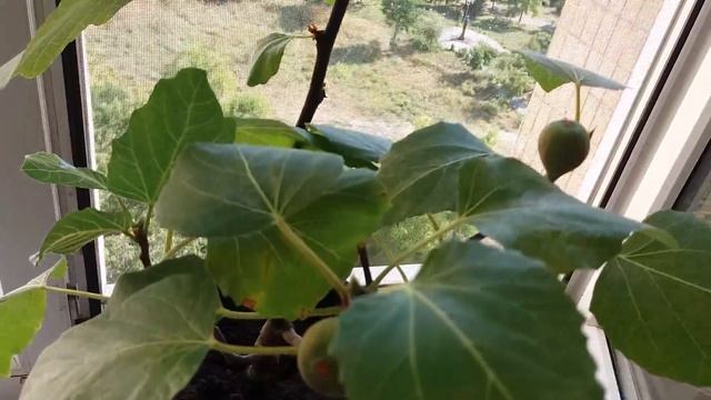 Комнатный инжир. Сорт муассон. Созревание плодов смотреть онлайн