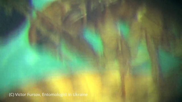 Блоха Под Микроскопом: Кошачья Блоха Ctenocephalides felis смотреть онлайн