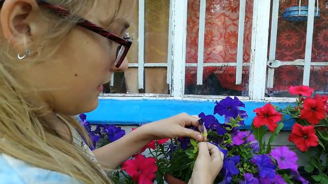 Петунии!!! Уход за этими безумно красивыми цветами!!! смотреть онлайн