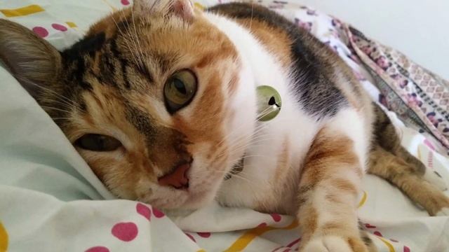 Наши любимые кошки смотреть онлайн