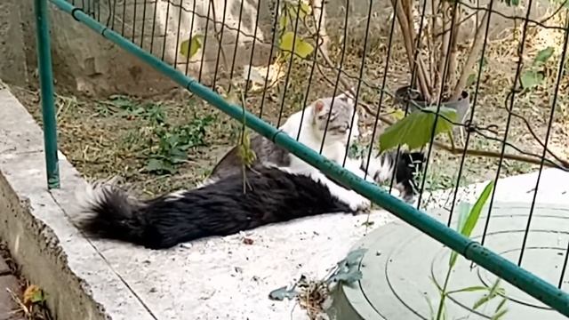 Кошка делает массаж собаке смотреть онлайн