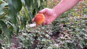 Персик Сибиряк в Воронеже 04.09.20. 4К