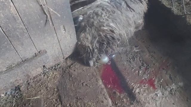 Роды у овцы и козы вовремя зашёл в сарай. Жизнь в деревне смотреть онлайн