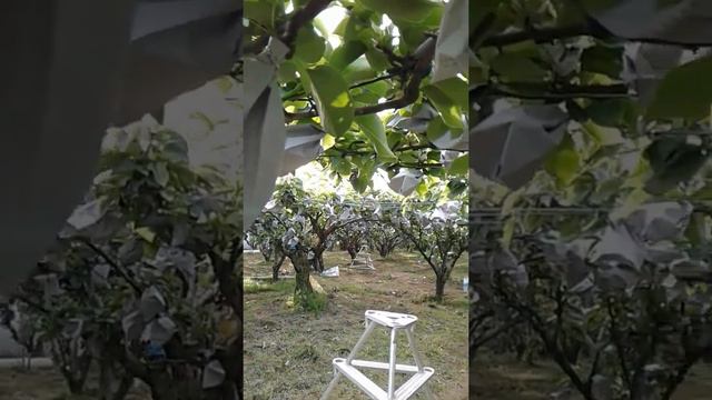 Как выращивают и ухаживают за гигантскими грушами в Южной Корее. смотреть онлайн