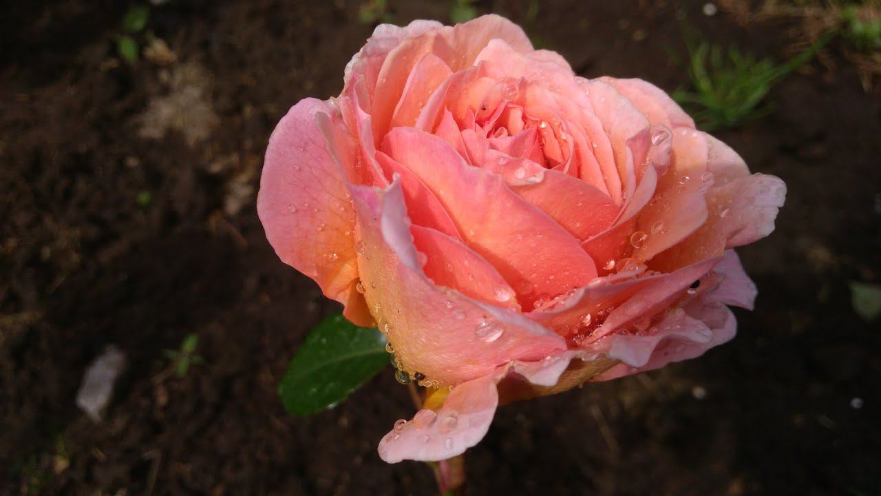 После дождичка в четверг смотреть онлайн