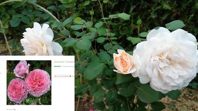 РОЗЫ. ЗАКАЗ НА ВЕСНУ В ПИТОМНИКЕ С.ОВЧАРОВА