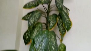 Можно ли держать дома диффенбахию? Мужегон (вдовий цветок) приметы