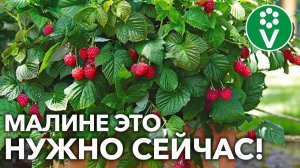 ВКУСНЫЕ ЯГОДЫ ДО САМЫХ МОРОЗОВ, если сделаете ТАК в августе!