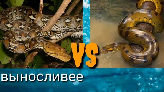 Сетчатый питон VS анаконда смотреть онлайн