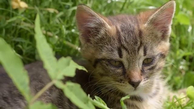 Мама троллит жадноватую сватью смотреть онлайн