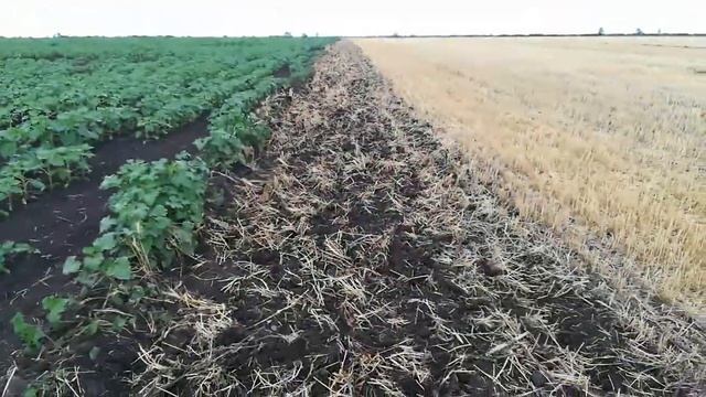 Дисковка на ЮМЗ 6 по стерни. смотреть онлайн