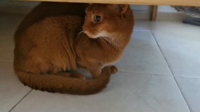 Тимна не принимает Страшилкина смотреть онлайн