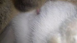 Kucing kawin sampai becek part I HD Cat Mating