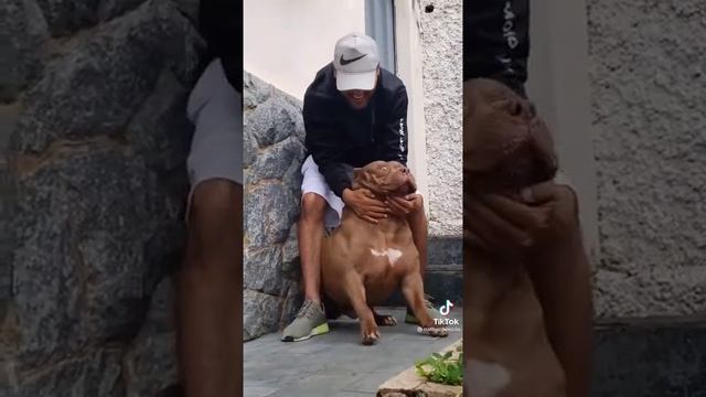 Мощная мускулистая собака смотреть онлайн