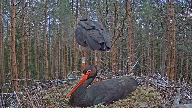 Черный аист . Аисты разговаривают.