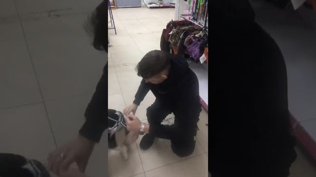 Какая шлейка подходит Амстафф смотреть онлайн