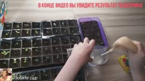 Чем подкормить ВИОЛУ для пышного цветения + результат подкормки в одном видео.