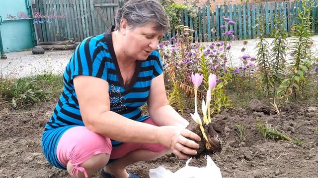 Як ми садили пізньоцвіт(безвременник) смотреть онлайн