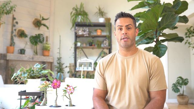 Houseplant Trends 2021: How-To Care For Desert Roses (Adenium Obesum) and More #DesertRose смотреть онлайн